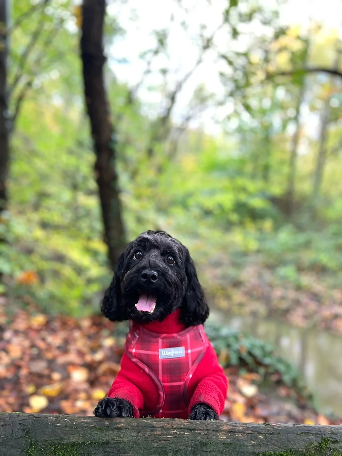 Dog Harness | You plaid me at hello
