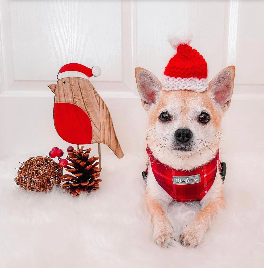 Dog Harness | You plaid me at hello