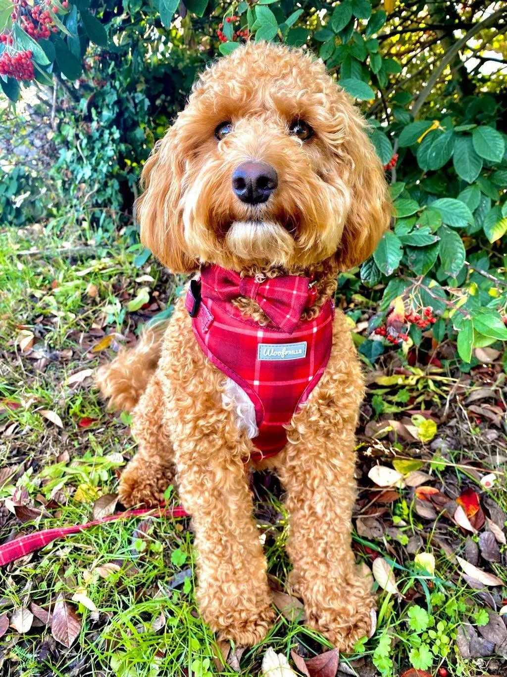 Dog Harness | You plaid me at hello