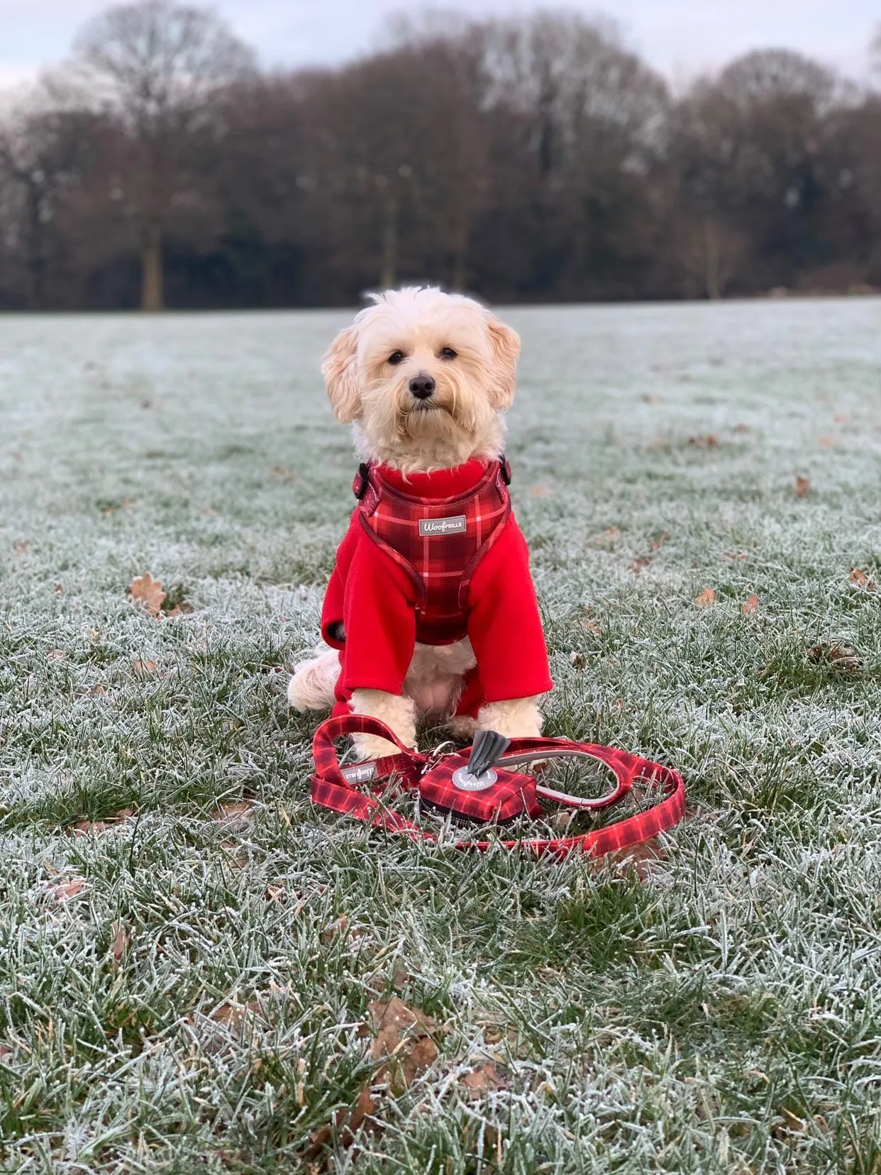 Dog Harness | You plaid me at hello