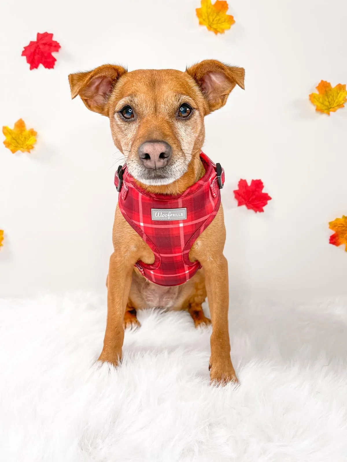 Dog Harness | You plaid me at hello