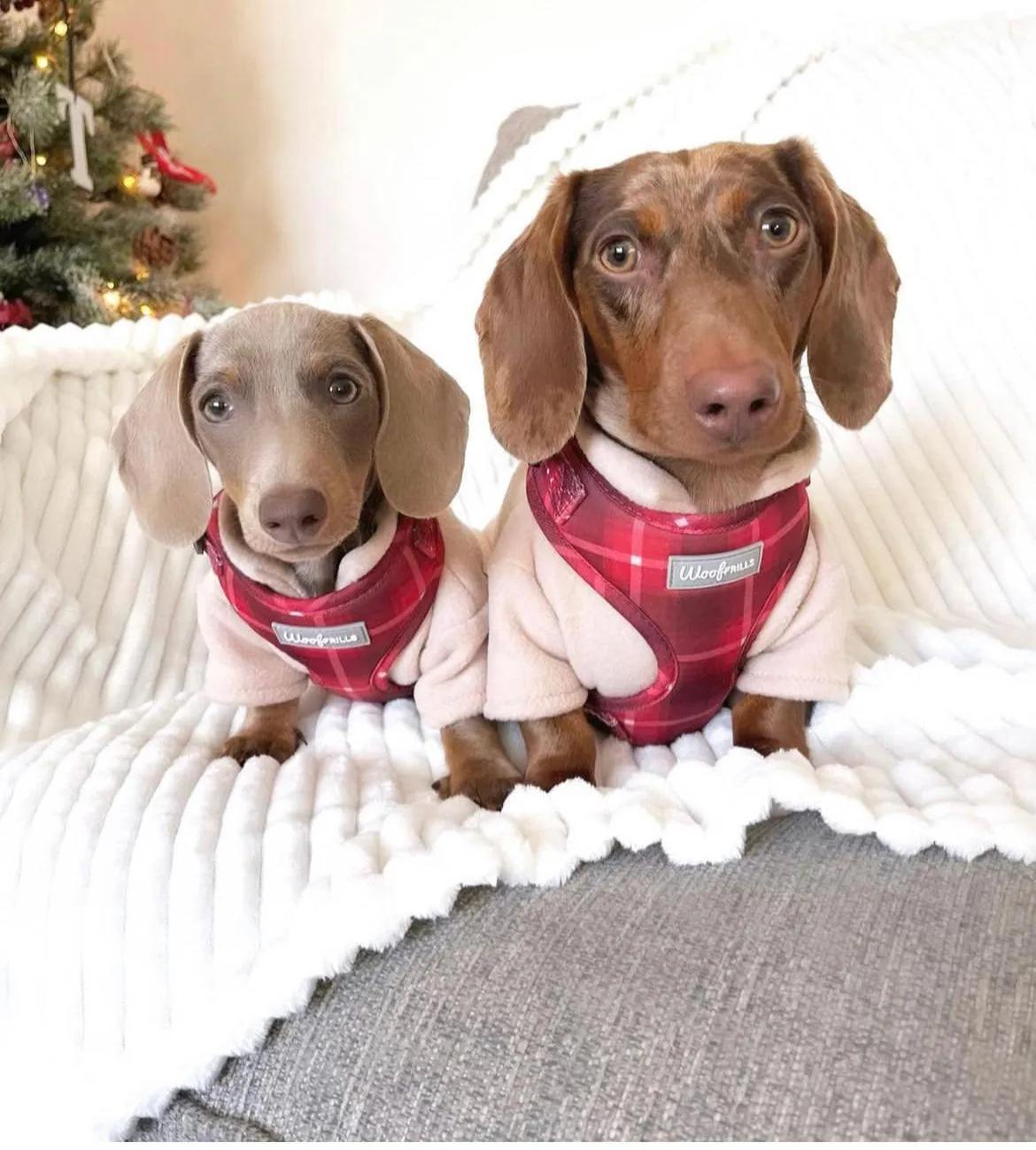 Dog Harness | You plaid me at hello