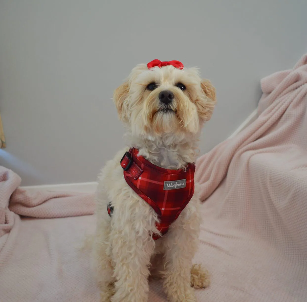 Dog Harness | You plaid me at hello