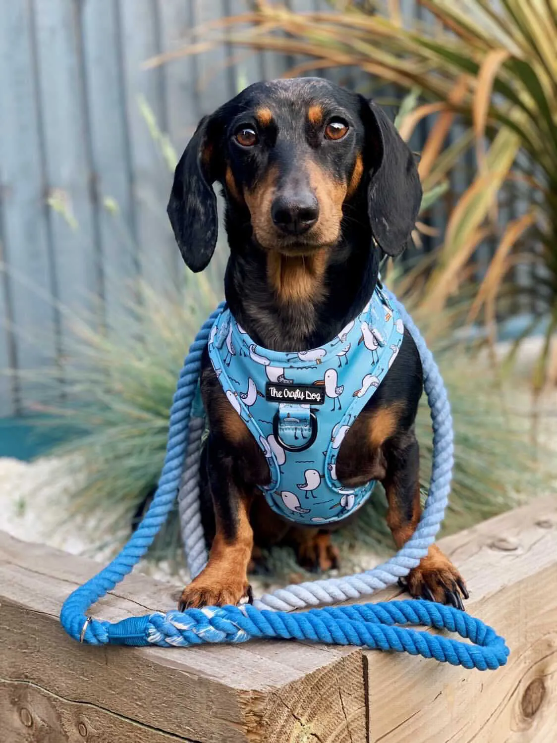 Mine Mine Mine Harness