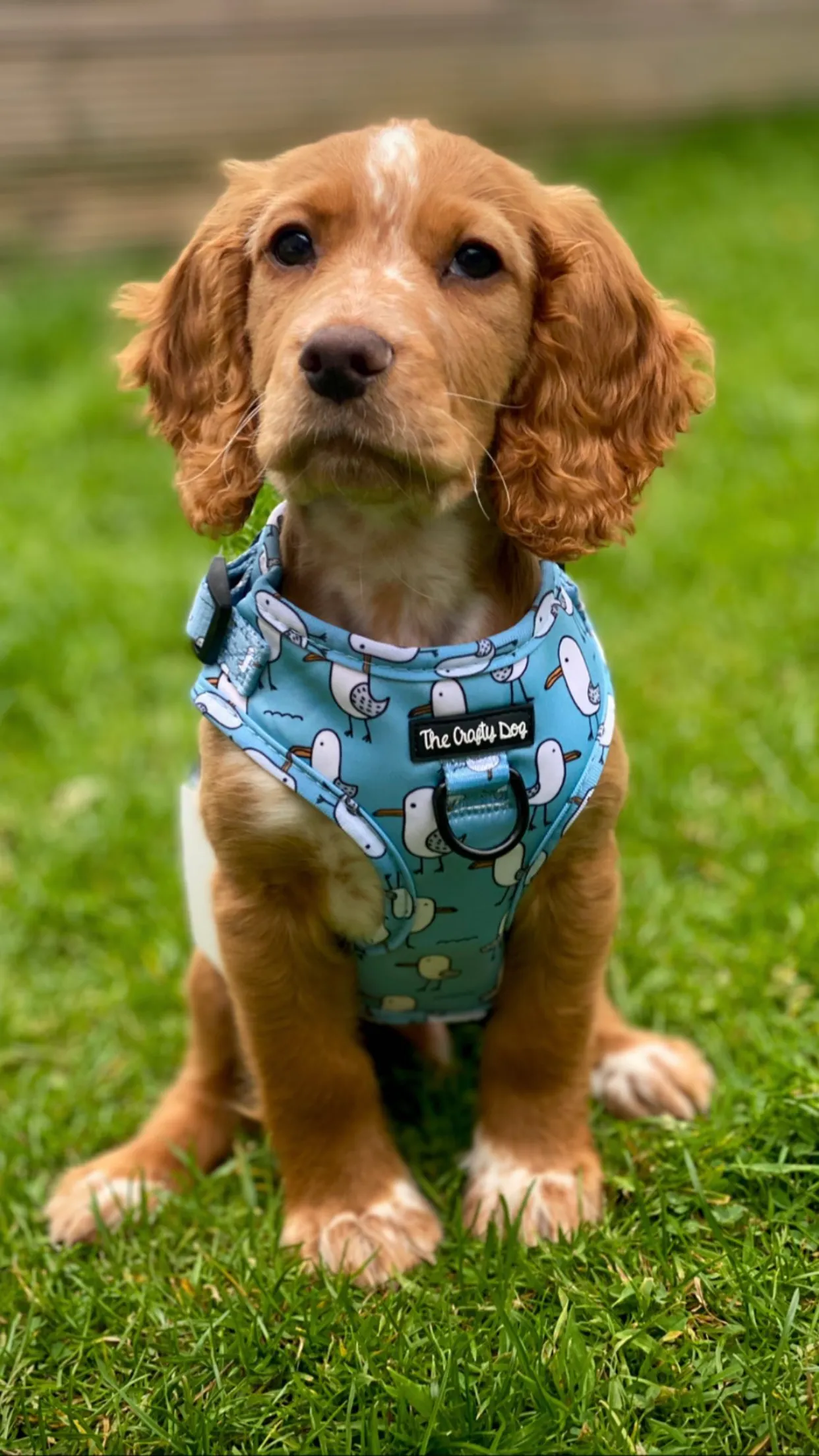 Mine Mine Mine Harness
