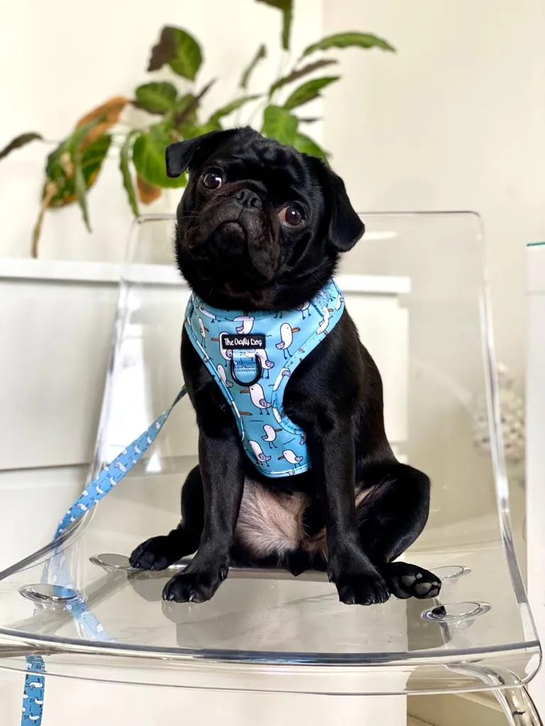 Mine Mine Mine Harness