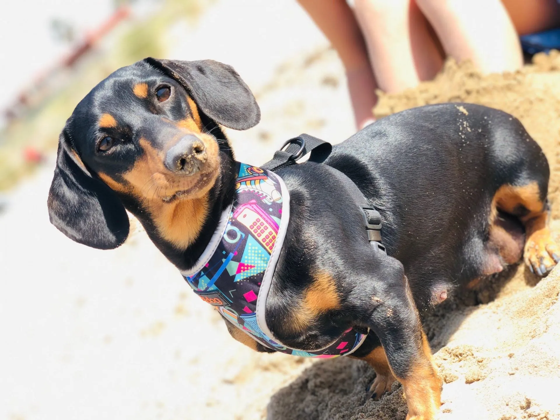 Multi-Color Dachshund Dog Harness