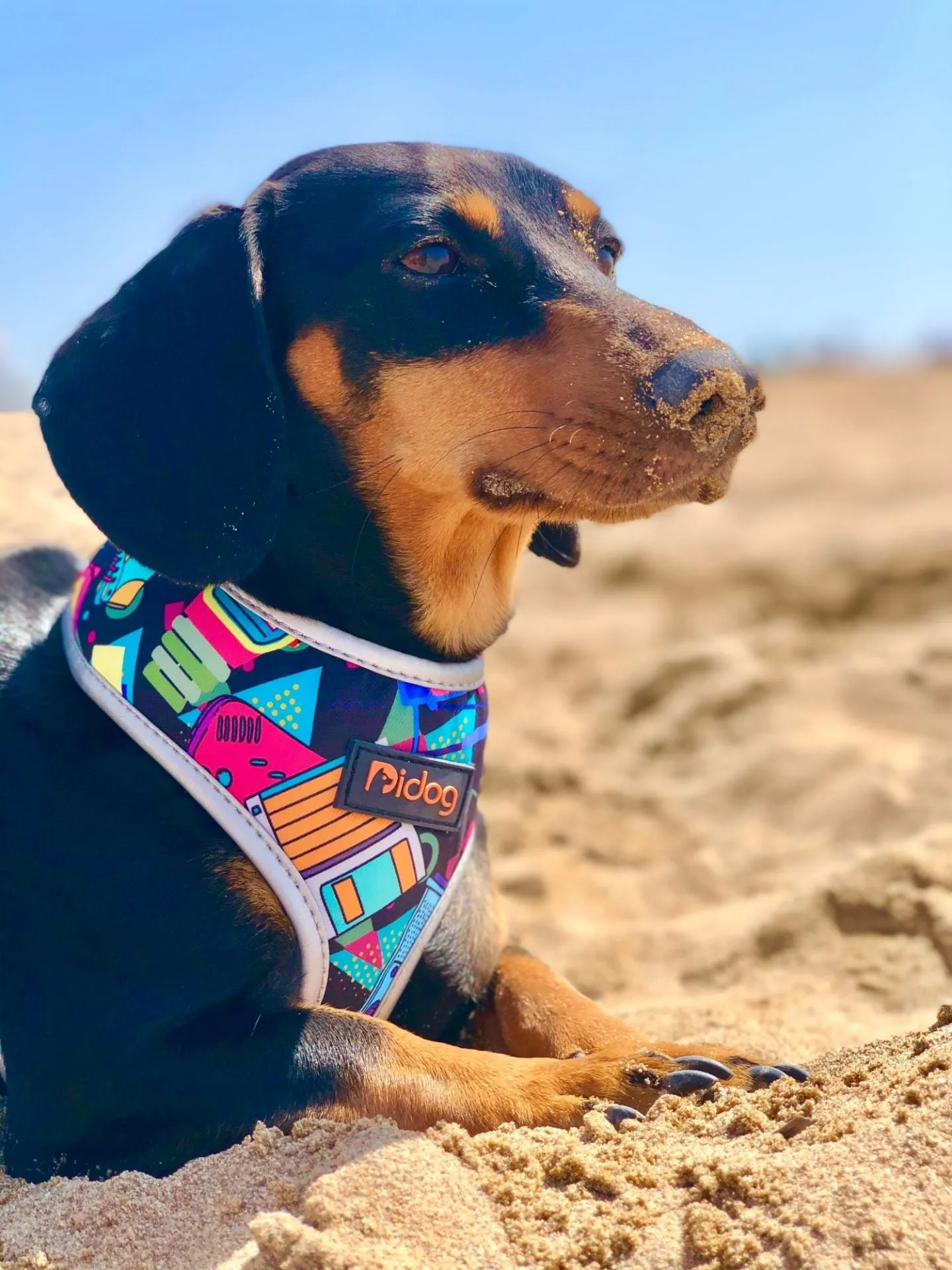 Multi-Color Dachshund Dog Harness