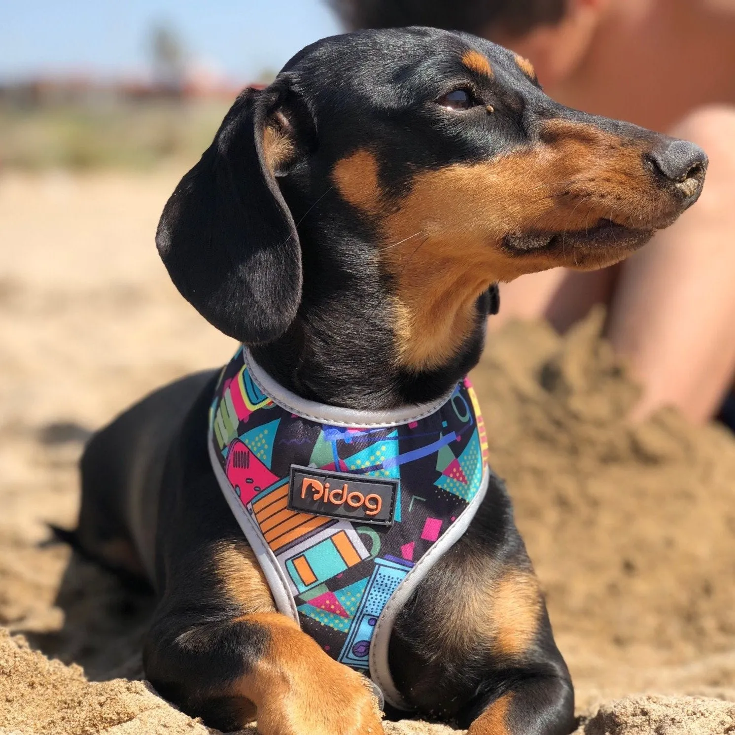 Multi-Color Dachshund Dog Harness