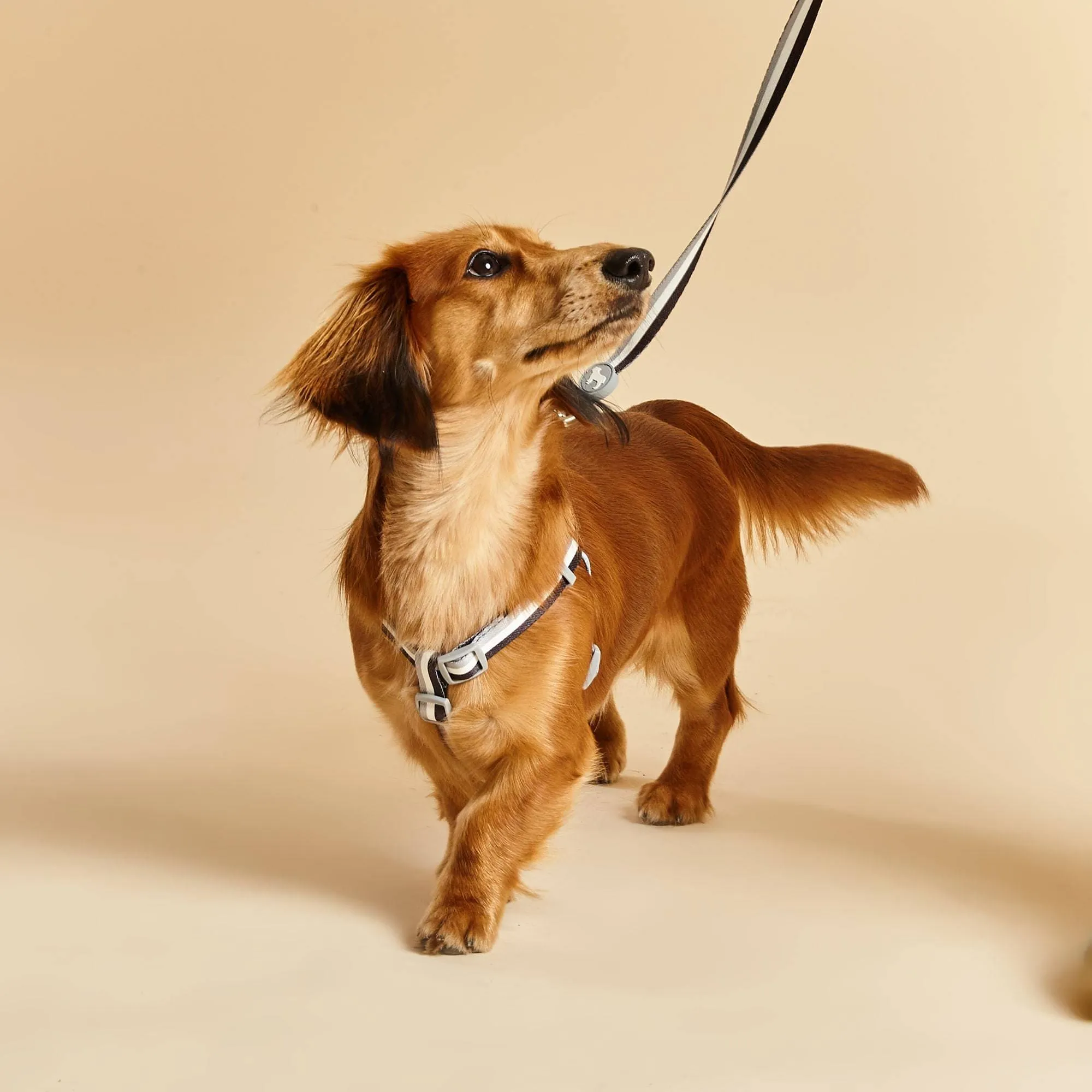 Nylon Fabric Dog Harness | Liquorice Stripe
