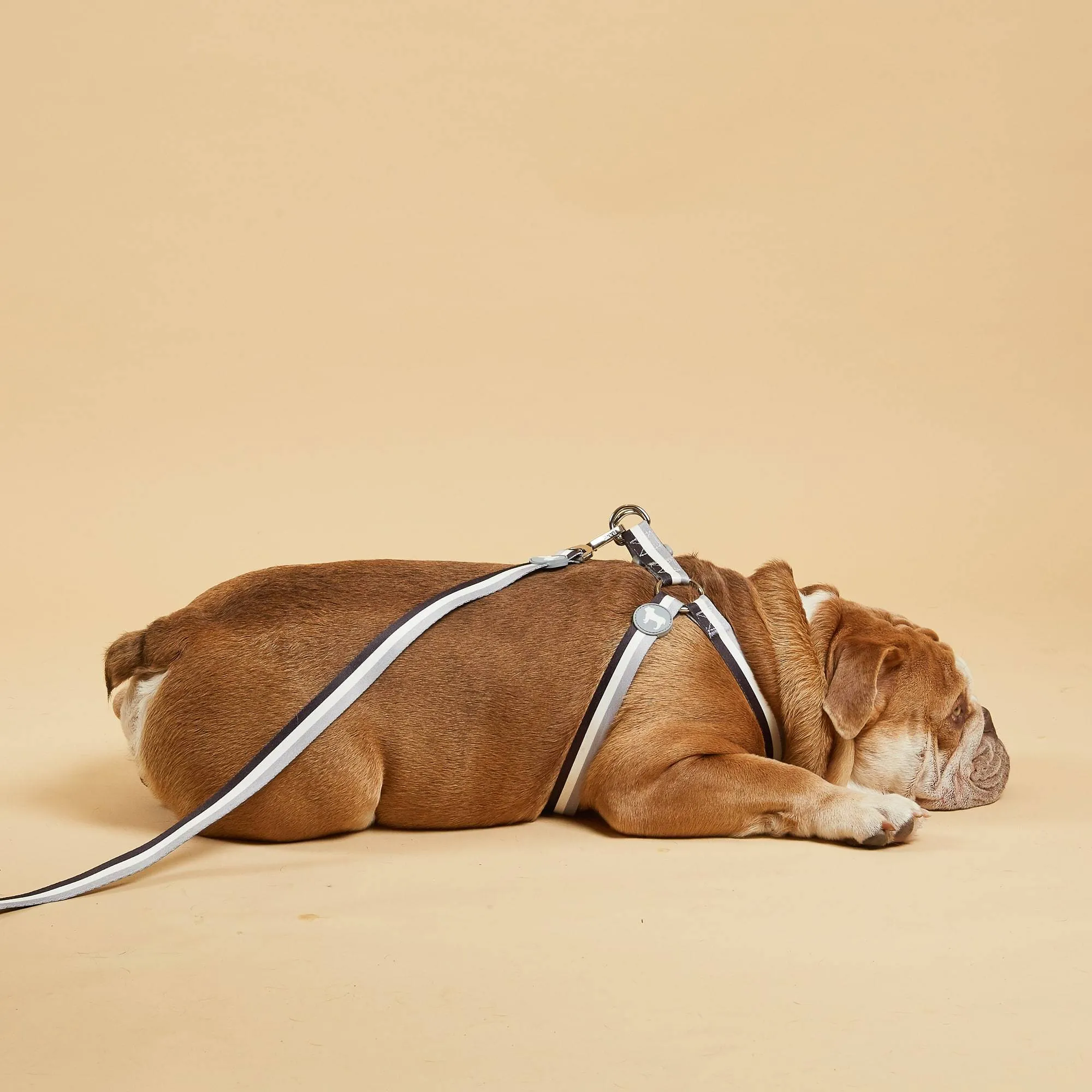 Nylon Fabric Dog Harness | Liquorice Stripe