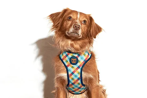 Phantom Adjustable Air Mesh Harness