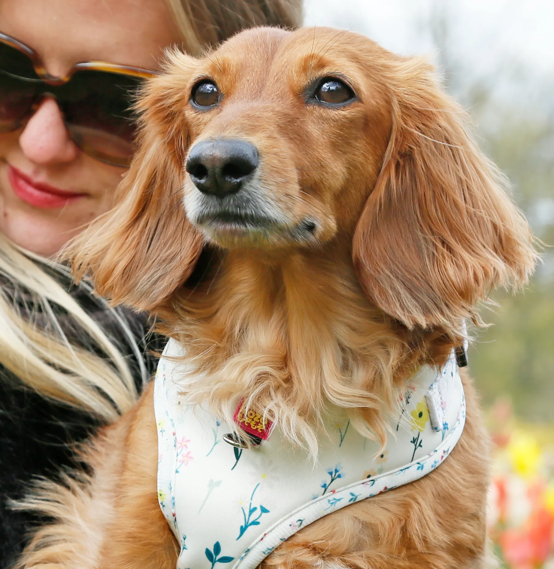 Secret garden adjustable harness
