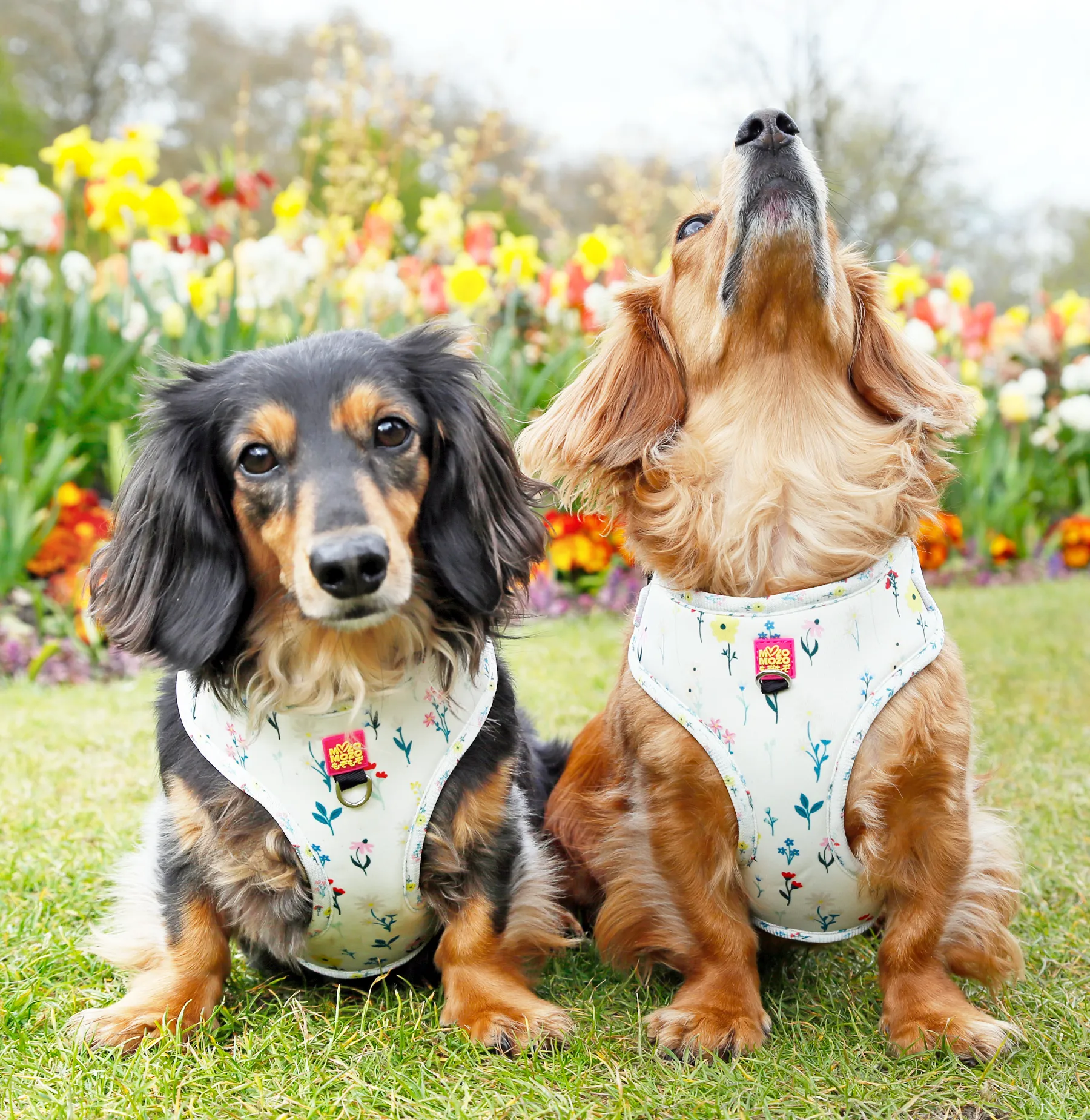 Secret garden adjustable harness