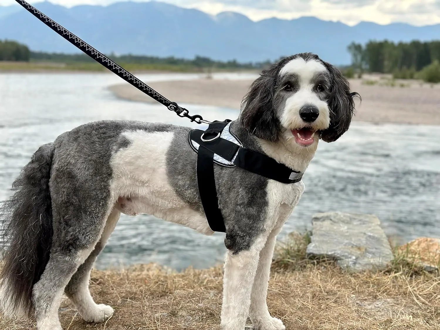 ShawnCo Essential Dog Harness, No-Pull Pet Vest with 3 Leash Clips, No Choke, Reflective, Adjustable and Padded, for Easy Walking and Training for Small, Medium and Large Dogs (Orchid, S)