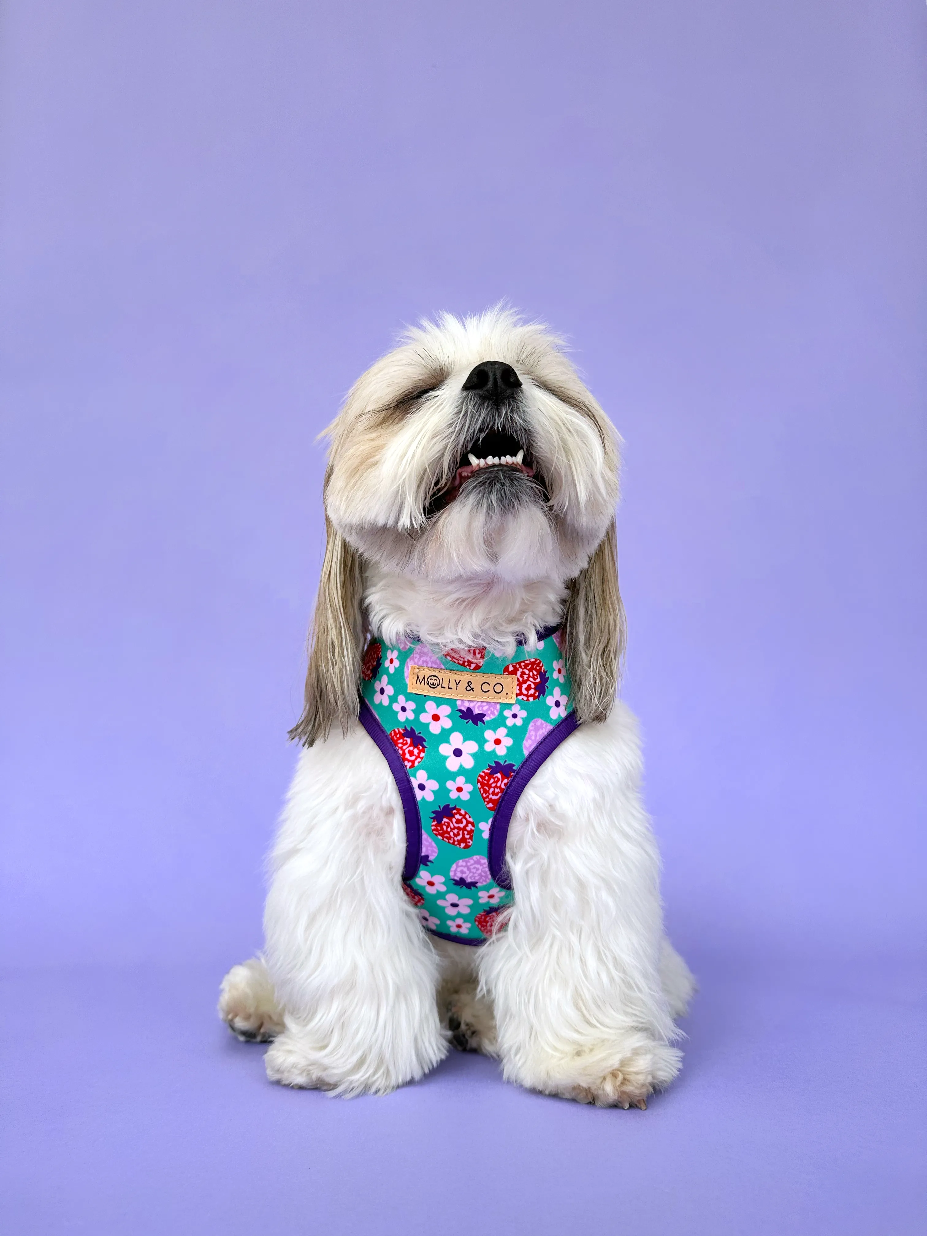 Strawberry - Reversible Dog Harness
