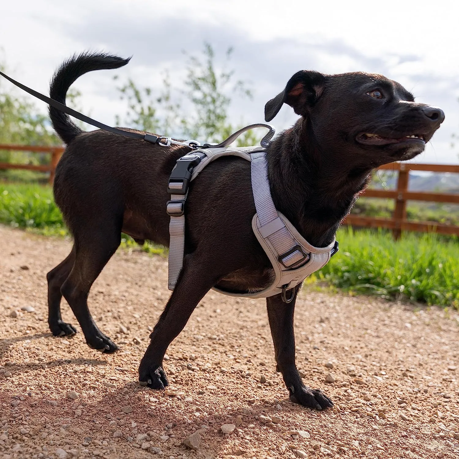 TUG Dog Harness with 2 Leash Connection Points | Adjustable, Padded, Lightweight Harness | Handle on Back | No-Pull Front Clip