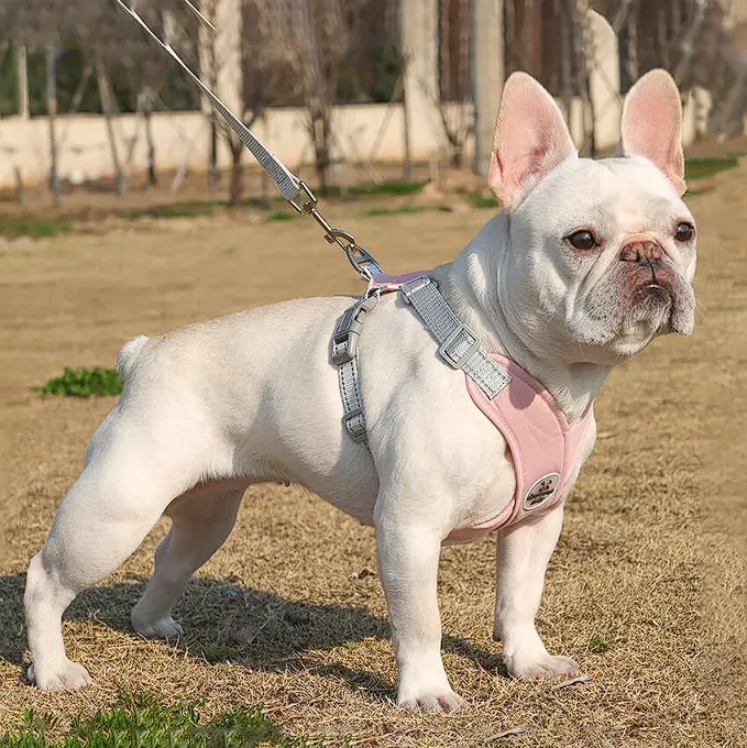 Ultra French Bulldog Harnesses