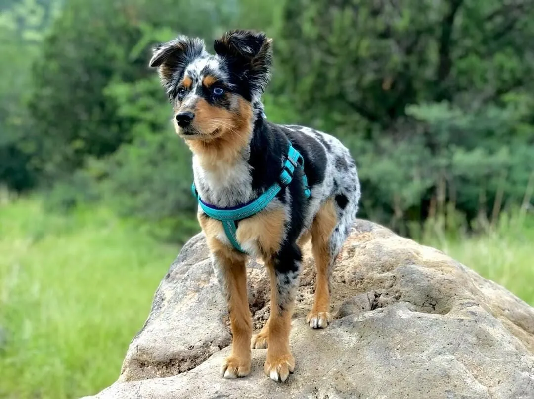 Weaver Terrain D.O.G. Durable Pet Outdoor Gear Reflective Neoprene Lined Harness
