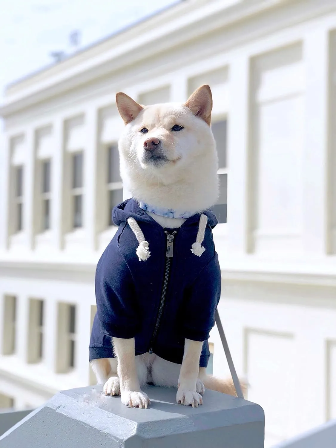 Zip Up Adventure Dog Hoodie with Hook & Loop Pockets and Adjustable Drawstring Hood - XXS to XXL - Multiple Colors - Comfortable & Versatile Dog Hoodies (Navy, XXS)